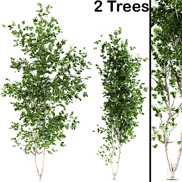 Aspen Duo: Natural Tree Beauty 3D model image 1 