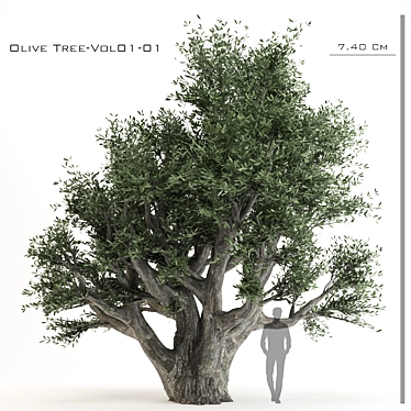  3D Olive Tree Model - PBR Material 3D model image 1 