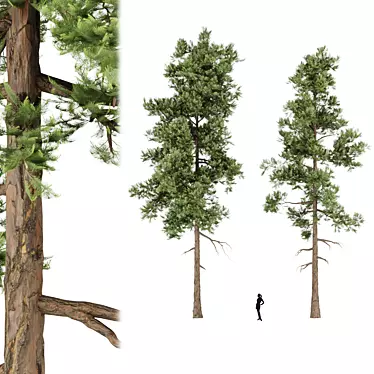 Premium Pine Trees for Gardens 3D model image 1 
