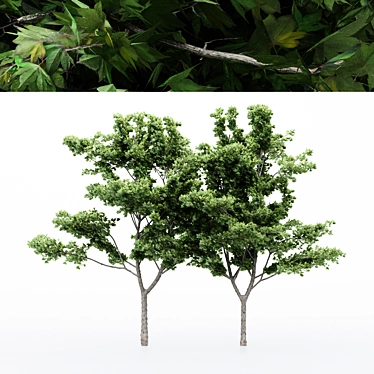 Japanese Maple Tree Collection - 4 Varieties 3D model image 1 