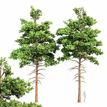 Pine Tree Bundle: High-Res, Professional 3D Models 3D model image 1 