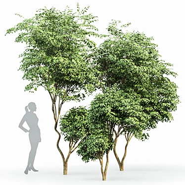 Japanese Cherry Leaf: Exquisite 3D Tree 3D model image 1 