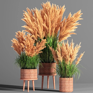Pampas Indoor Plant Set 3D model image 1 