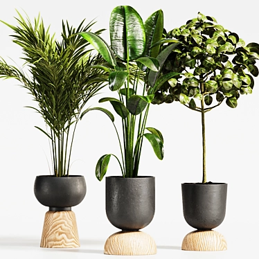 Tropical Plant Collection: Ficus & Palm 3D model image 1 