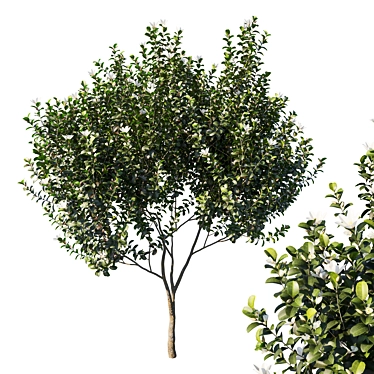 Graceful Michelia Tree: Premium 3D Model 3D model image 1 