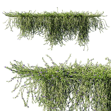 Rosemary Creeping: Versatile 2013 Plant 3D model image 1 
