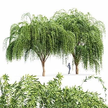 Elegant Weeping Willow Tree Duo 3D model image 1 