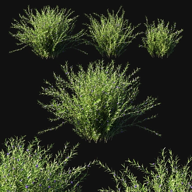 Rosemary Creeping 02: Detailed 3D Model 3D model image 1 