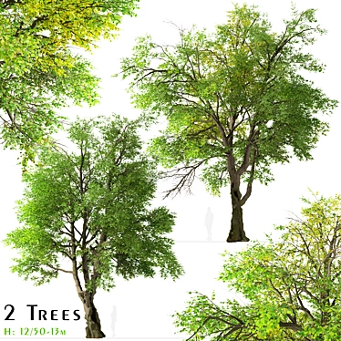 Oregon Ash Tree Set - 2 Majestic Fraxinus latifolia 3D model image 1 