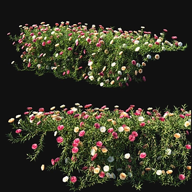 Title: Magnificent Portulaca Grandiflora 05 3D model image 1 