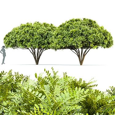 Palo Verde 2 Trees: 4.2m Height, High-Quality Materials, 995k Polygons 3D model image 1 