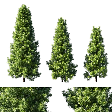 Exquisite Podocarpus Macrophyllus Tree 3D model image 1 