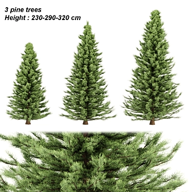  Evergreen Pine Trees Vol. 22 3D model image 1 