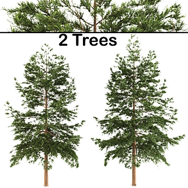 Japanese Larch Tree Duo 3D model image 1 