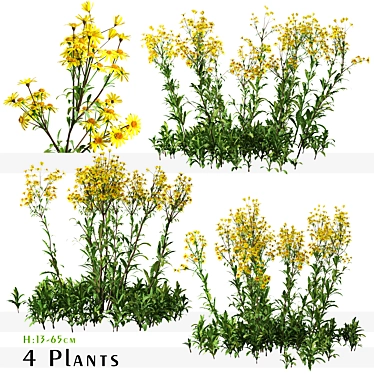 Senecio Jacobaea Wildflower Set (4 Plants) 3D model image 1 