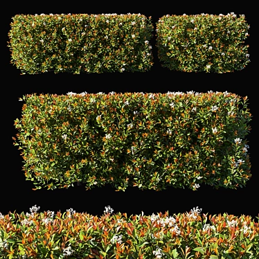 Compact Photinia Red Robin 04 3D model image 1 