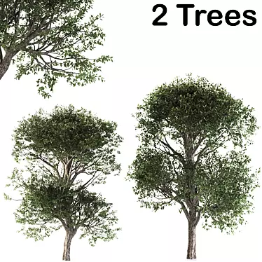 Cherry Delights: 2 Lush Trees 3D model image 1 