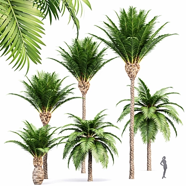 Canary Island Date Palm Phoenix Canariensis 6 Trees 3D model image 1 