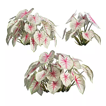 Caladium Fiesta Tropical Foliage Plant 3D model image 1 