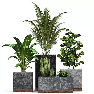 Modern Indoor Plants Collection 3D model image 1 