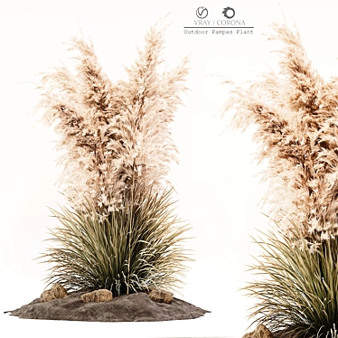 Pampas Grass: 3D Outdoor Beauty 3D model image 1 