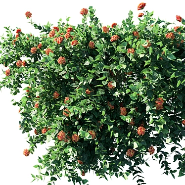 Luscious Lantana: Luxurious Floral Beauty 3D model image 1 