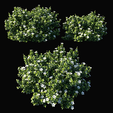 Glorious Gardenia Augusta 04 3D model image 1 