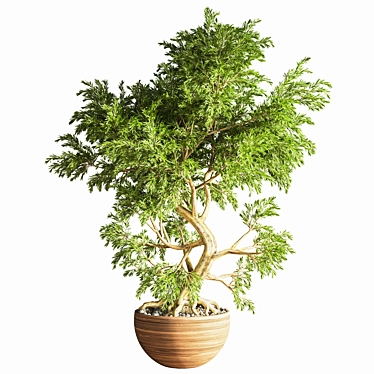 Elegant Bonsai Plant - High Quality 3D model image 1 