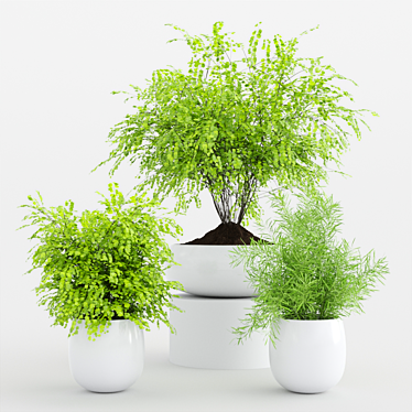 Modern Indoor Plants Set 3D model image 1 