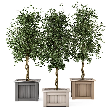 Outdoor Plants Tree in Wooden Box 3D model image 1 