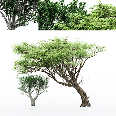 Exotic Acacia & African Olive Tree 3D model image 1 