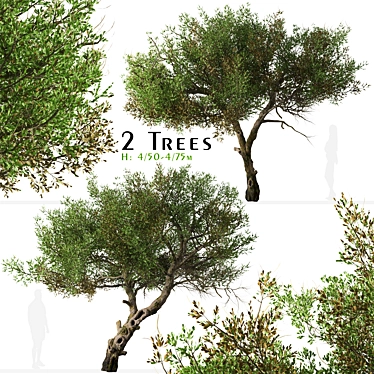 Mountain Mahogany Tree Set (2 Trees) 3D model image 1 