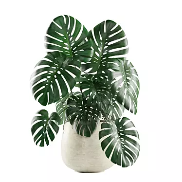 Tropical Vibes: Monstera Deliciosa 3D model image 1 