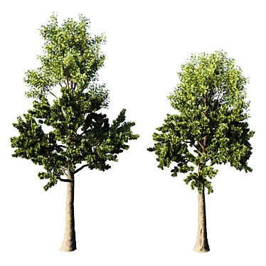 Tall Pine Tree - TwoTree Corona 3D model image 1 