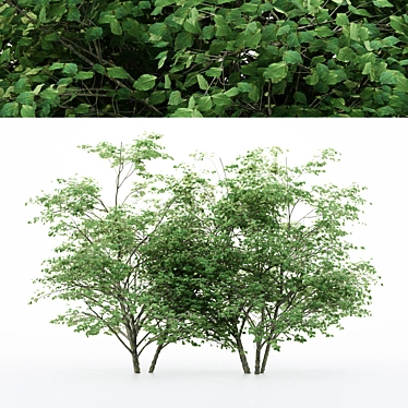 Diverse Kousa Dogwood Trees 3D model image 1 