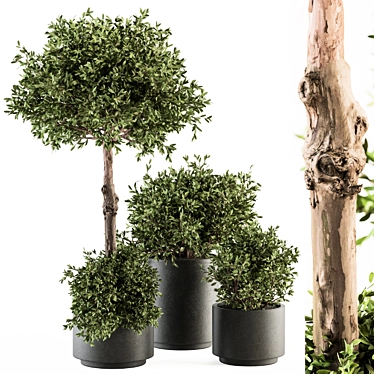 Green Oasis: Outdoor Plant Set 3D model image 1 