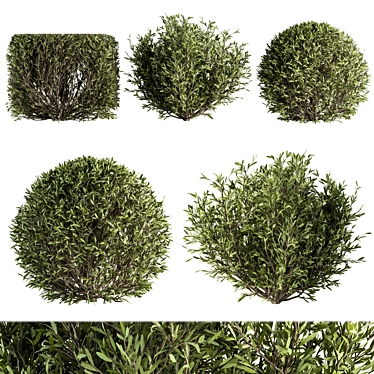 Nature's Shape Bush Set - Cube and Circle 3D model image 1 