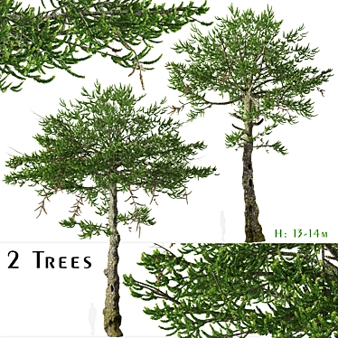 Monkey Puzzle Trees - Set of 2 3D model image 1 