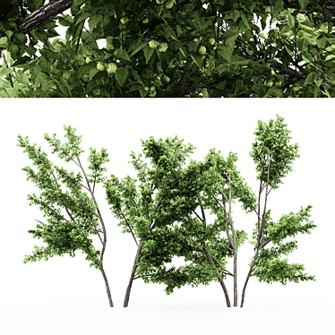 Unique Duo Hazel Trees: 4m & 3.7m 3D model image 1 