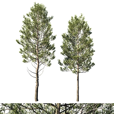 Cedrus Deodara 06 - Exquisite Millimeter Precision 3D Model 3D model image 1 