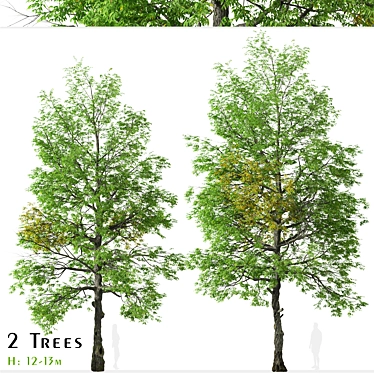 Rare Black Ash Tree Set (2 Trees) 3D model image 1 