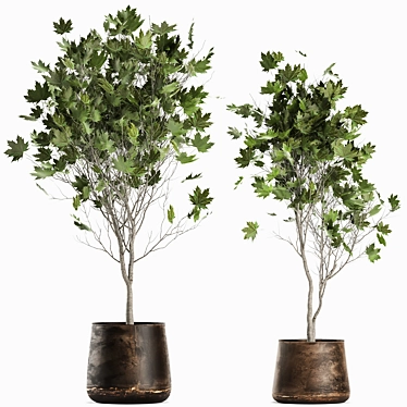 Reclaimed Rustic Plant Collection 3D model image 1 
