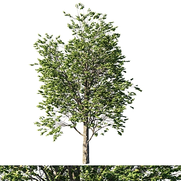 Platanus_acerifolia_03: 3D Tree Model 2013 3D model image 1 