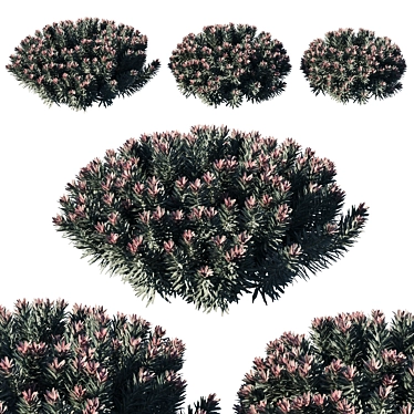 Euphorbia Blackbird 02: Modern Botanical Marvel 3D model image 1 