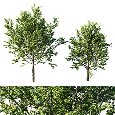 Platanus acerifolia 2013: 3D Model+Render 3D model image 1 