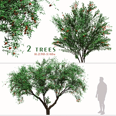 Pomegranate Tree Duo: Perfect Ornamental Fruit Trees! 3D model image 1 