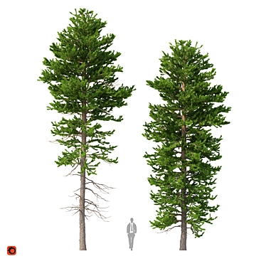 Norway Spruce Set - Realistic 3D Tree Models 3D model image 1 