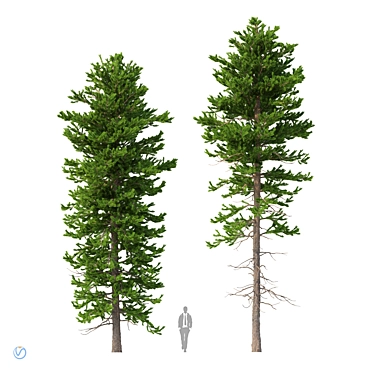 Norway Spruce Trees - V-Ray 3D model image 1 