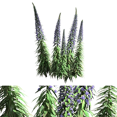 Pride of Madeira - Exquisite Echium Candicans 3D model image 1 