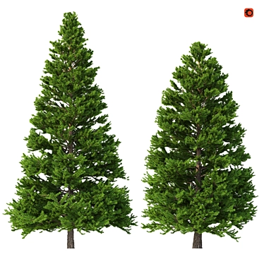 Norway Spruce 3D Tree Set 3D model image 1 